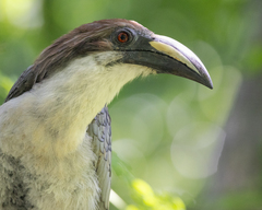 Sri Lanka Grey Hornbill photo 4