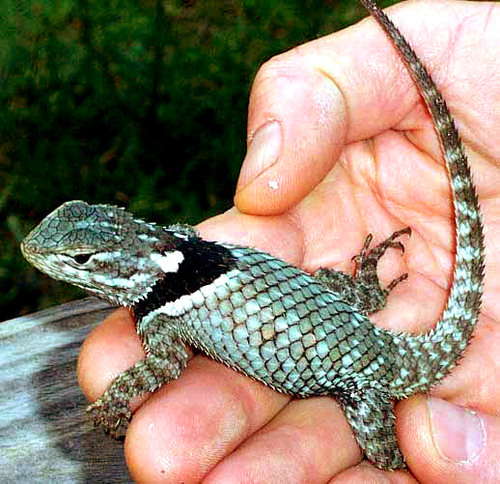 Sceloporus geminus