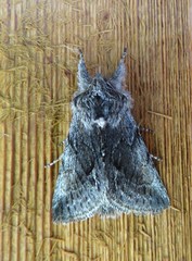 Pleromelloida bonuscula