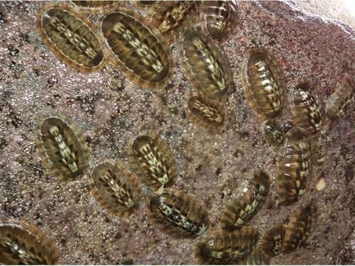 Chiton articulatus
