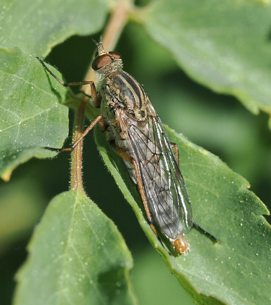 Pandivirilia montivaga