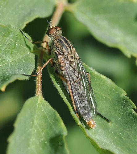 Pandivirilia montivaga
