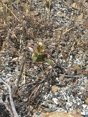 Acanthomintha lanceolata