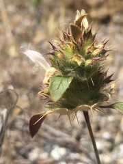 Acanthomintha lanceolata