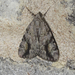 Catocala amica