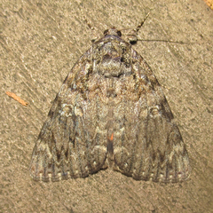 Catocala umbrosa