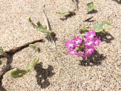 Abronia umbellata breviflora