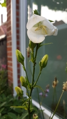 Campanula persicifolia