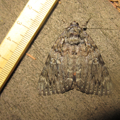 Catocala umbrosa