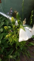 Campanula persicifolia