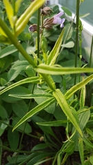 Campanula persicifolia