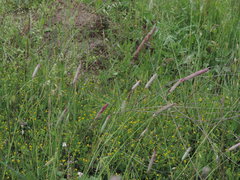 Alopecurus pratensis