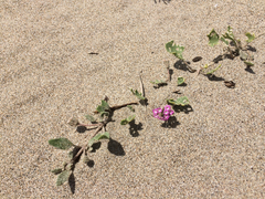 Abronia umbellata breviflora