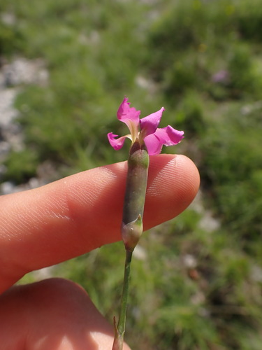 Image of Dianthus inodorus by (c) Franck Cabot, some rights reserved (CC BY)