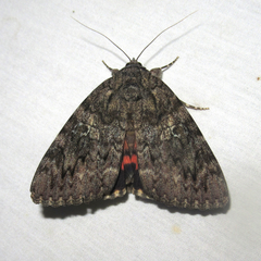 Catocala umbrosa