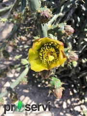 Cylindropuntia thurberi versicolor