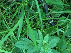 Natrix natrix