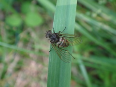 Chrysopilus proximus