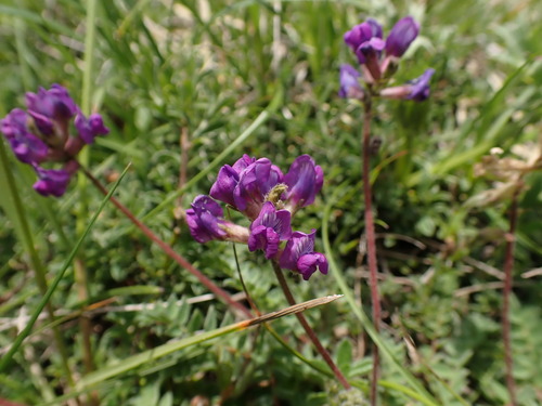Oxytropis montana, photograph 3
