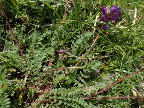 Oxytropis montana, photograph 4