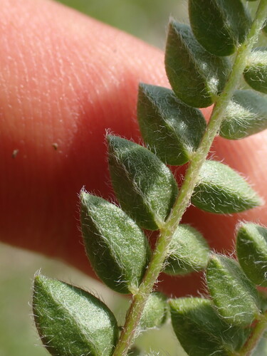 Oxytropis montana, photograph 5