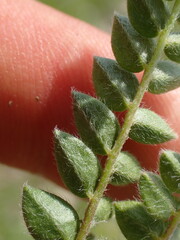 Oxytropis montana, photograph Franck Cabot, CC BY, iNaturalist via GBIF