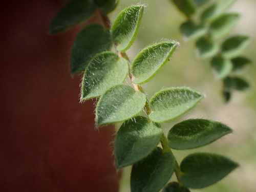 Oxytropis montana, photograph 6