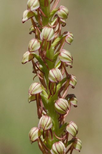 Representative image of Orchis anthropophora