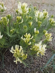 Astragalus pectinatus