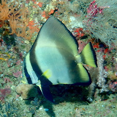 Platax pinnatus