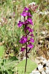 Orchis quadripunctata