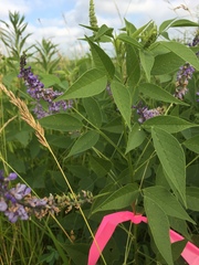 Orbexilum onobrychis