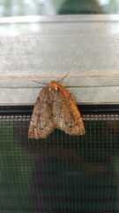 Spodolepis substriataria