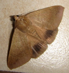 Achaea indeterminata