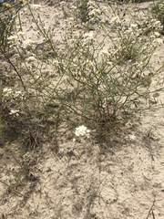 Lepidium fremontii