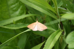 Polypogon tentacularia