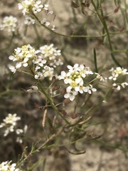Lepidium fremontii