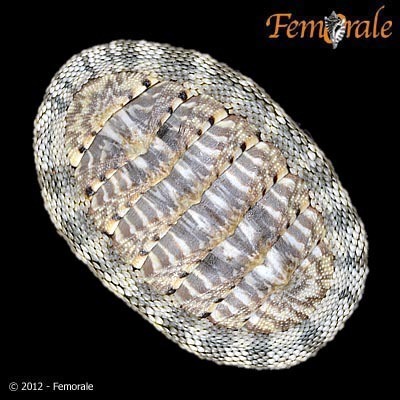 Scaly Chiton