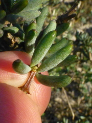 Roepera spinosa
