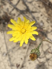 Malacothrix sonchoides