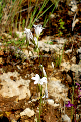 Gagea graeca