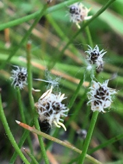 Eleocharis montevidensis