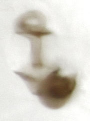 Ptiliodes amplicollis