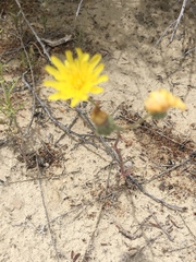 Malacothrix sonchoides