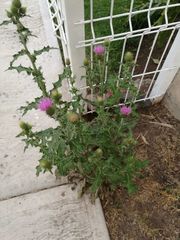 Cirsium rhaphilepis