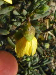Roepera spinosa