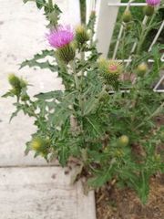 Cirsium rhaphilepis