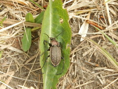 Carabus cancellatus