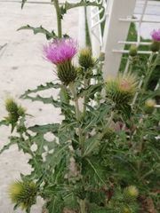 Cirsium rhaphilepis