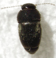 Ptiliodes amplicollis